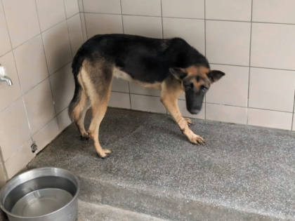 高雄市待認養狗｜混種犬｜黑色｜母