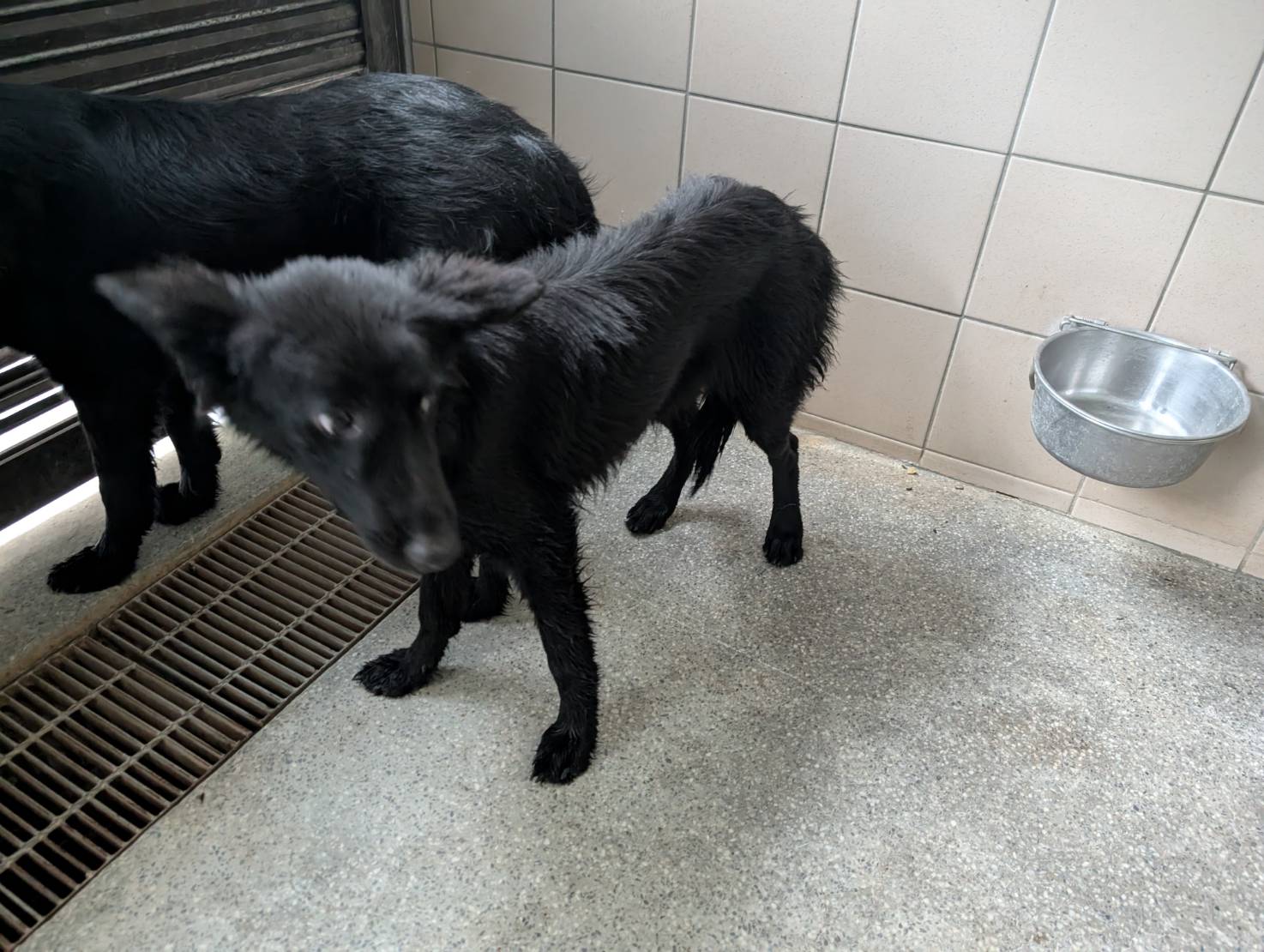 高雄市待認養狗 混種犬