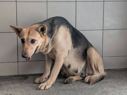 高雄市待認養狗｜混種犬｜黃色｜母