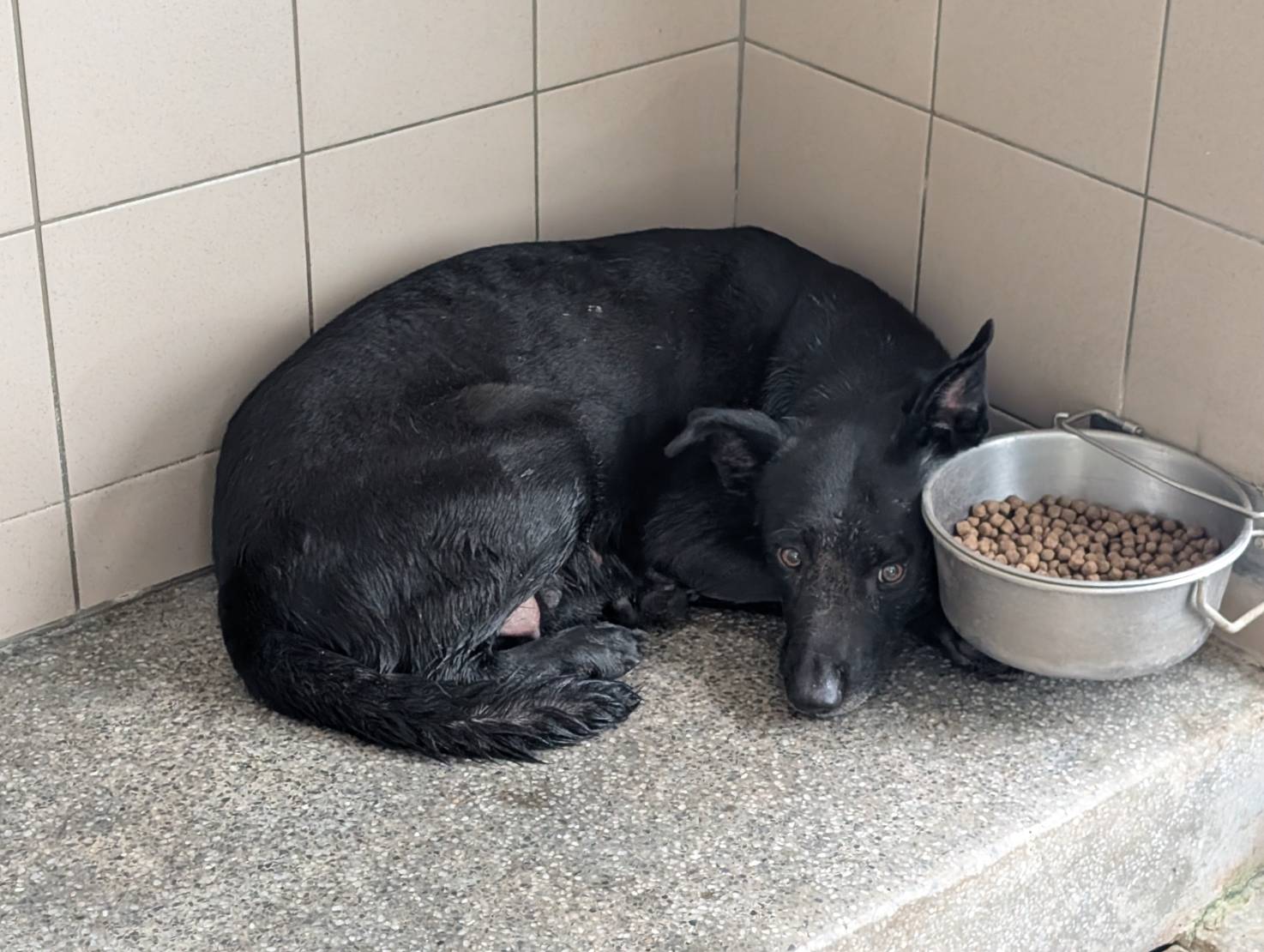 高雄市待認養狗 混種犬