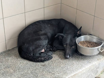 高雄市待認養狗｜混種犬｜黑色｜母