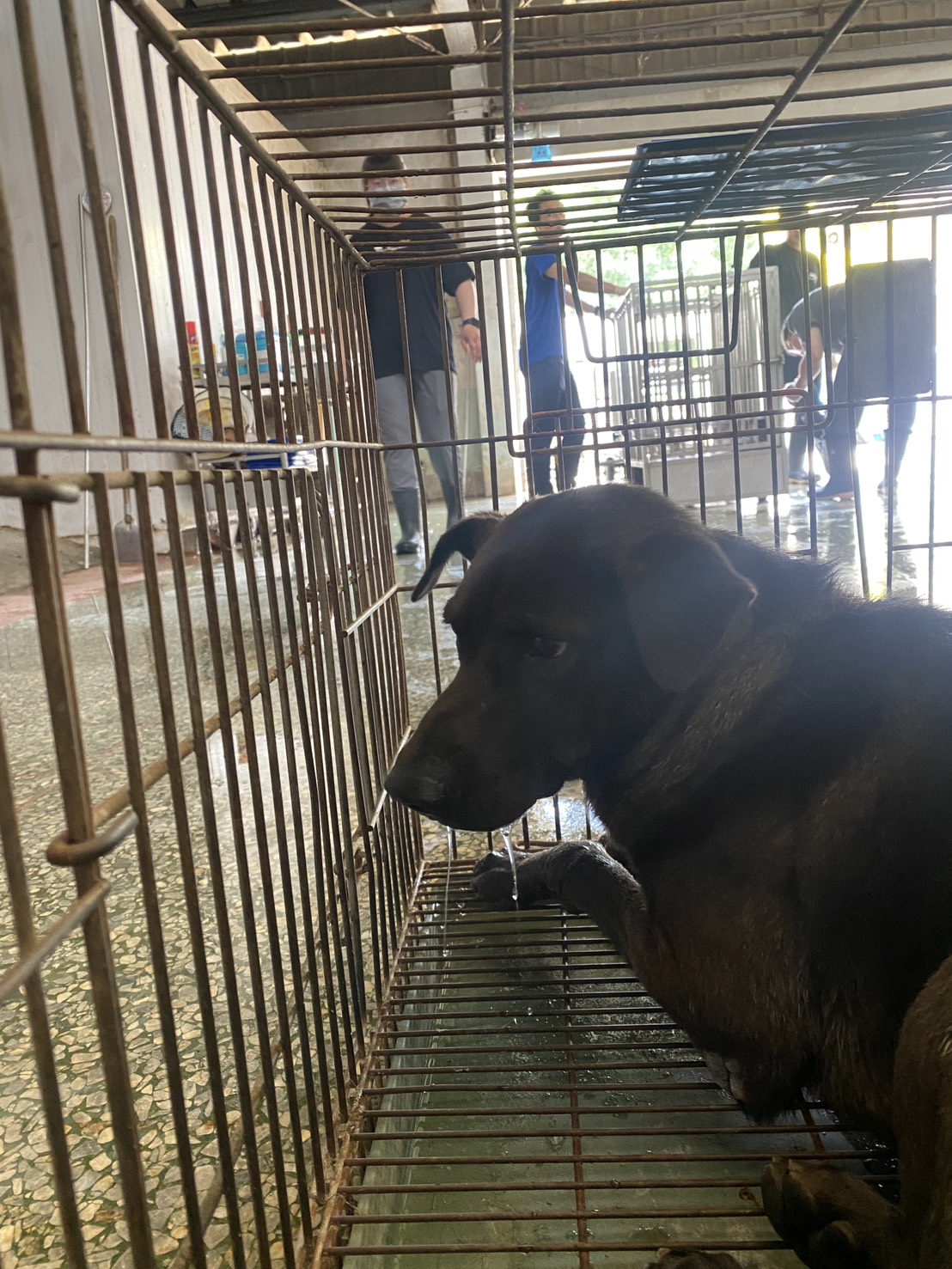 台南市待認養狗 混種犬