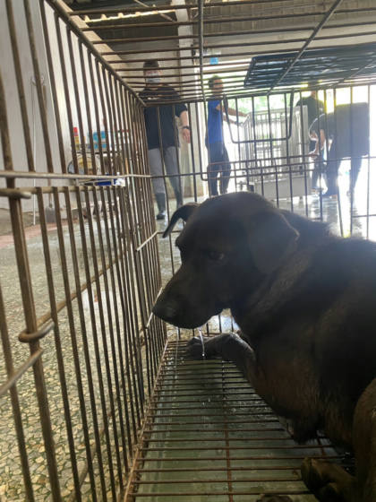 台南市待認養狗｜混種犬｜黑色｜公
