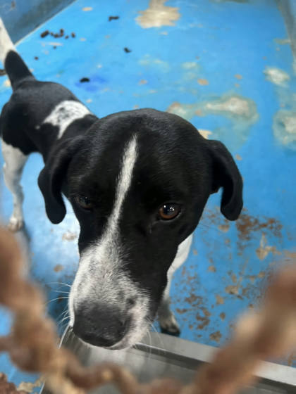 苗栗縣待認養狗｜混種犬｜黑白色｜公