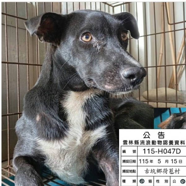 雲林縣待認養狗 混種犬