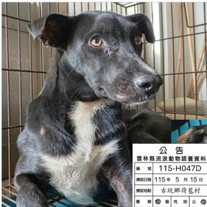 雲林縣待認養狗｜混種犬｜黑白色｜母