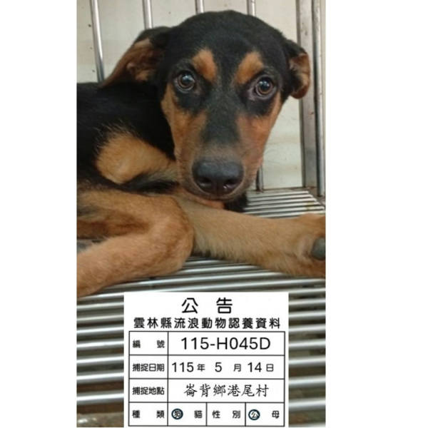 雲林縣待認養狗 混種犬