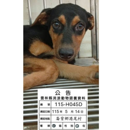 雲林縣待認養狗｜混種犬｜黑黃色｜公