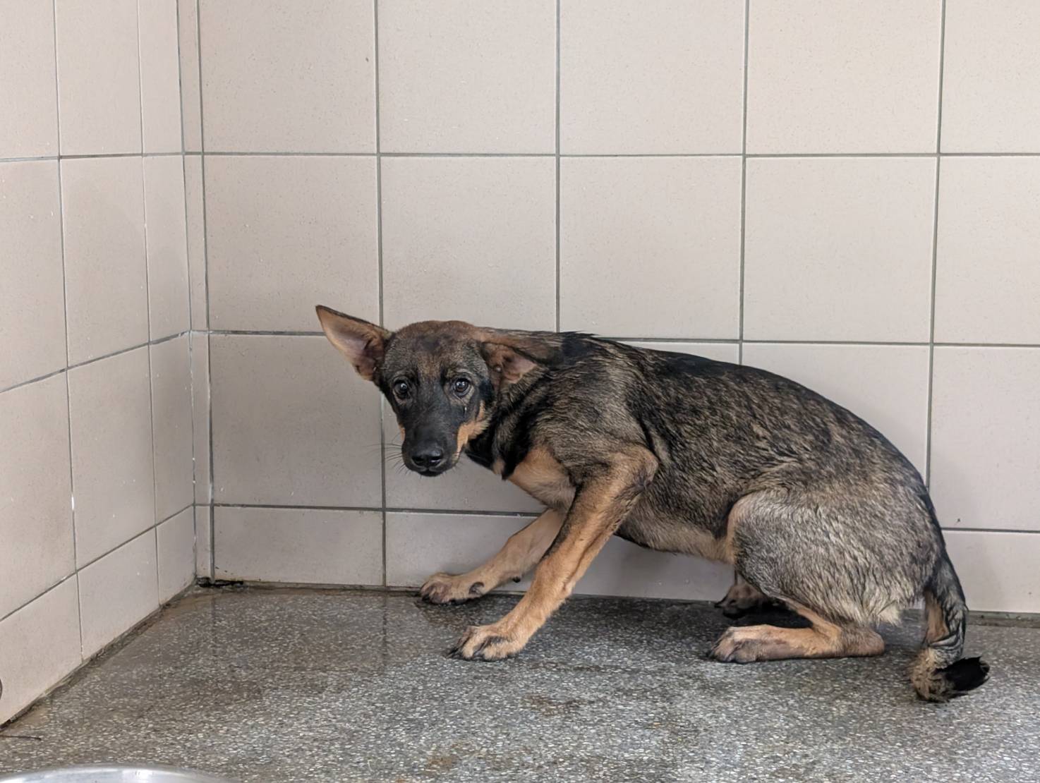 高雄市待認養狗 混種犬