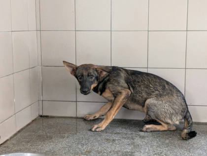 高雄市待認養狗｜混種犬｜黑色｜母