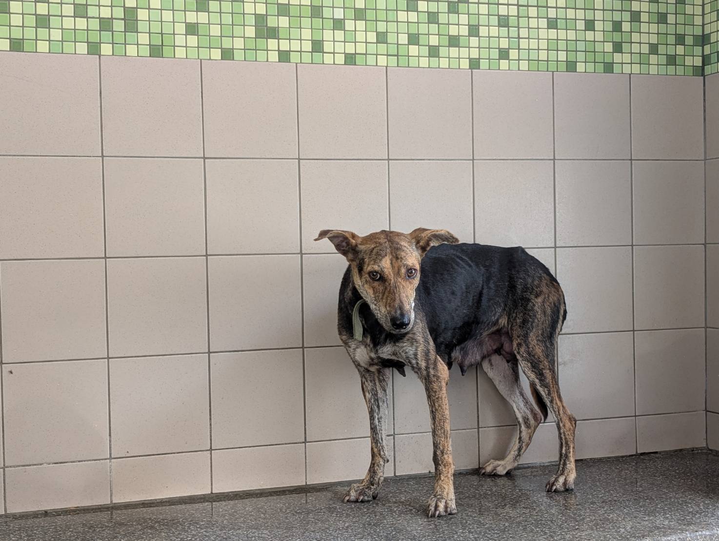 高雄市待認養狗 混種犬
