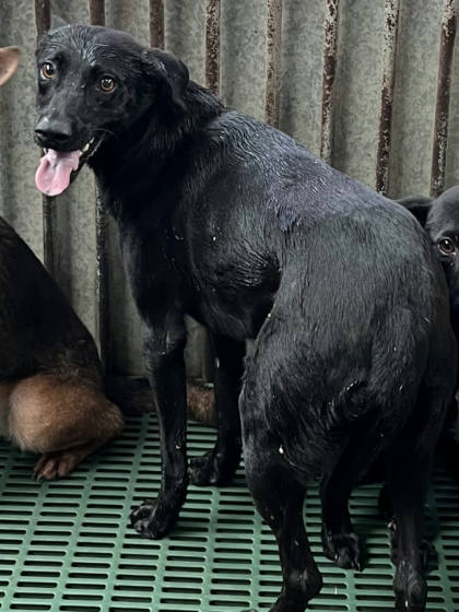 彰化縣待認養狗｜混種犬｜黑色｜母
