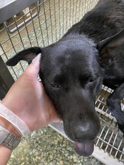 台南市待認養狗｜混種犬｜黑色｜公