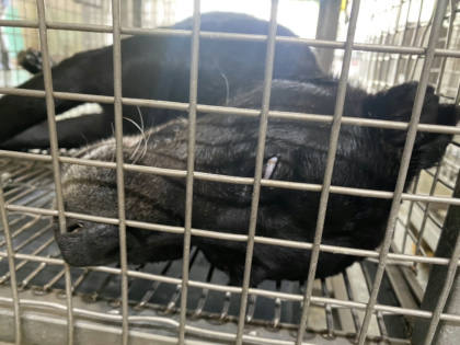 台南市待認養狗｜混種犬｜黑色｜母