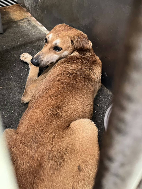 彰化縣待認養狗 混種犬
