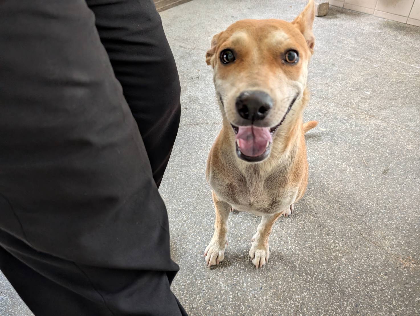 高雄市待認養狗 混種犬