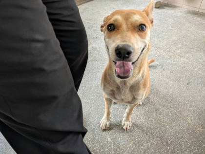 高雄市待認養狗｜混種犬｜黃色｜母