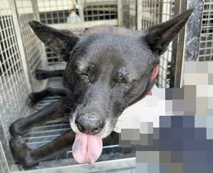 台中市待認養狗｜混種犬｜黑色｜公