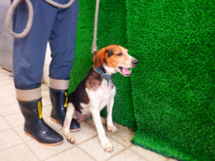 南投縣待認養狗｜米格魯犬｜三花色｜母