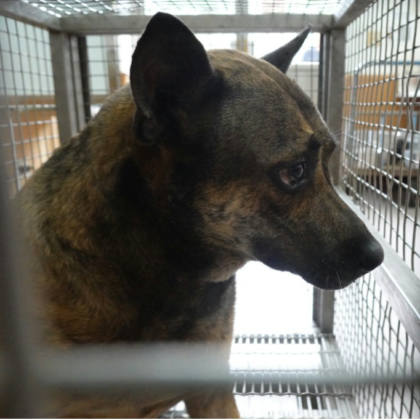 台南市待認養狗｜混種犬｜母