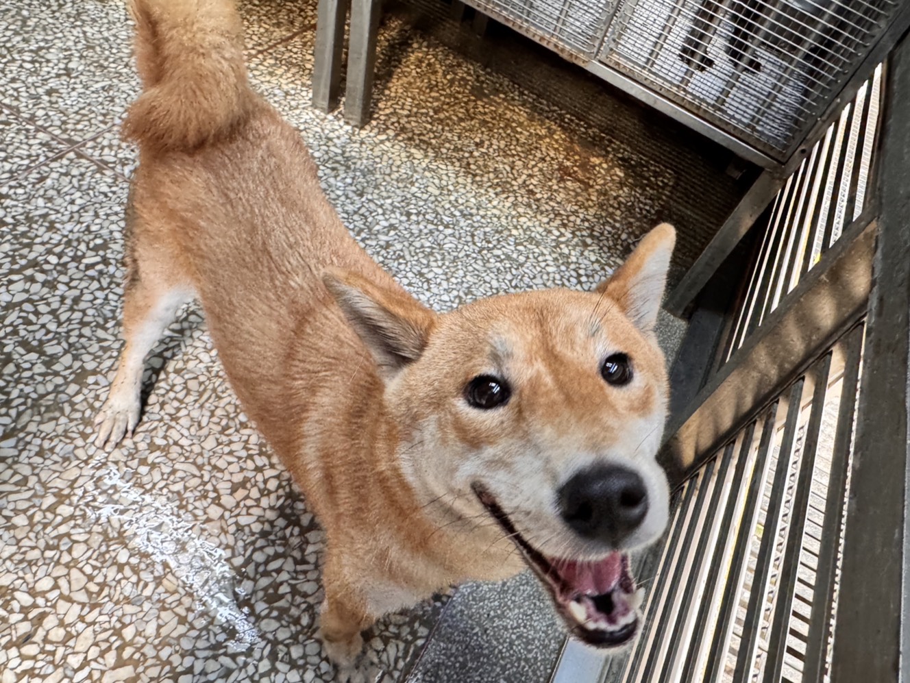 高雄市待認養狗 柴犬