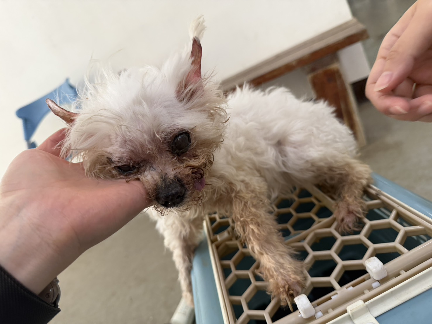 桃園市待認養狗 瑪爾濟斯犬