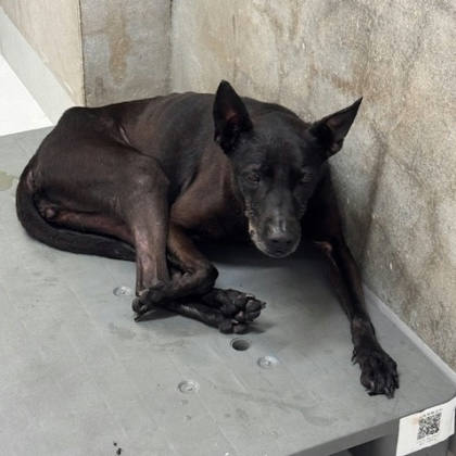 基隆市待認養狗｜混種犬｜黑色｜母