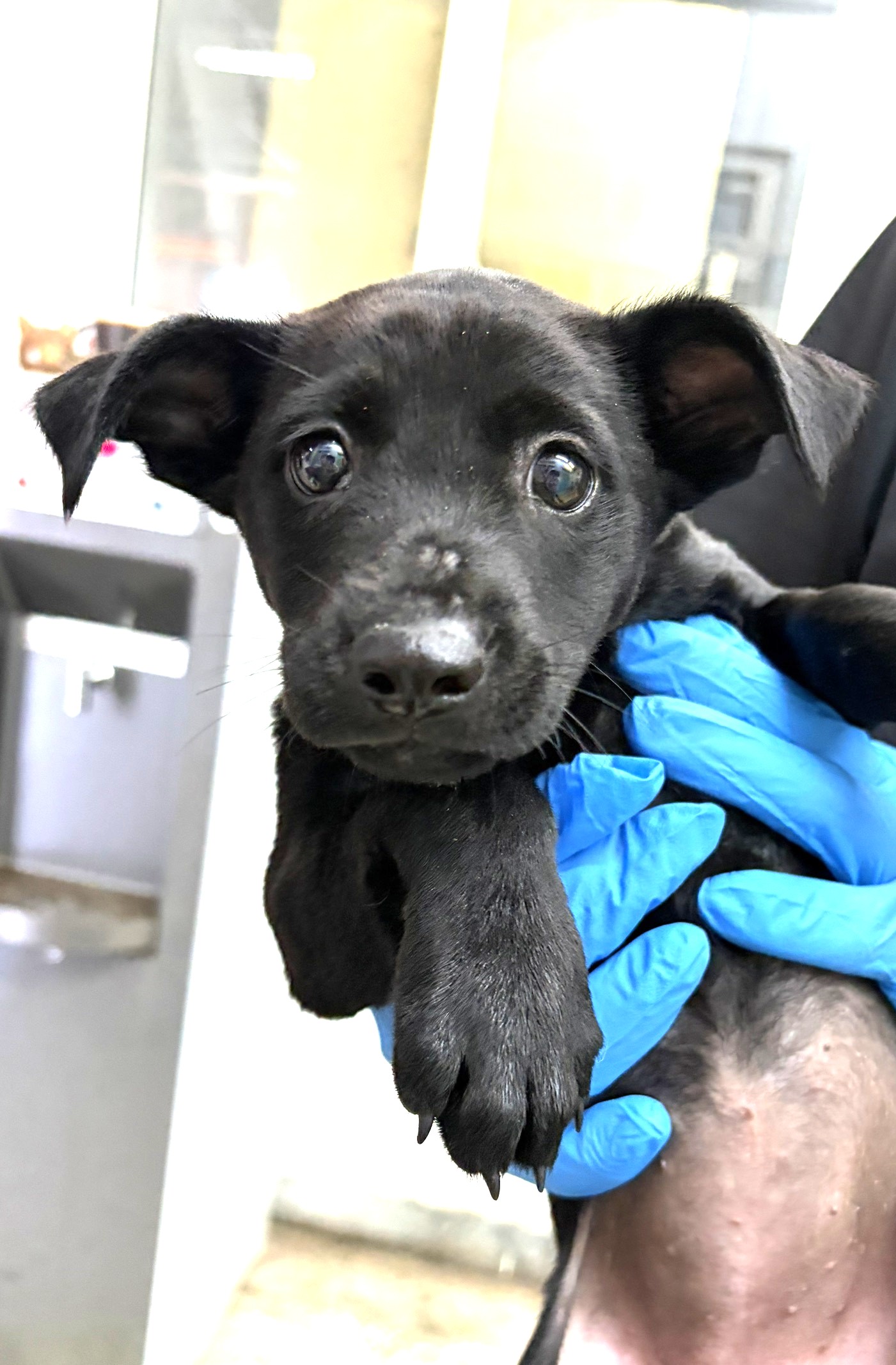 宜蘭縣待認養狗 混種犬
