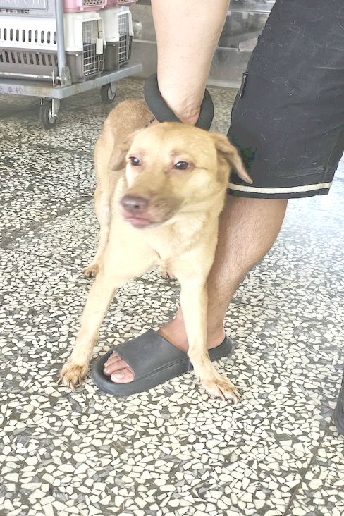 宜蘭縣待認養狗 混種犬