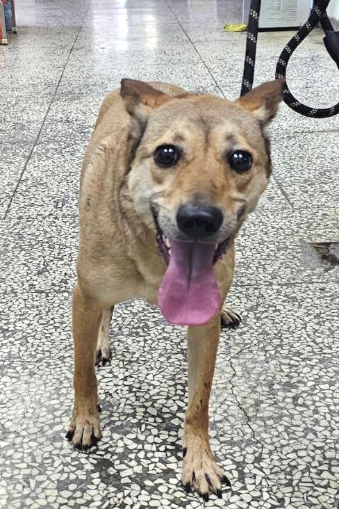 宜蘭縣待認養狗 混種犬