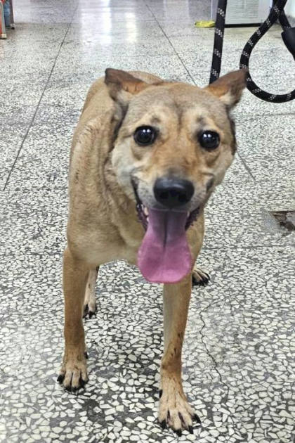 宜蘭縣待認養狗｜混種犬｜棕色｜母