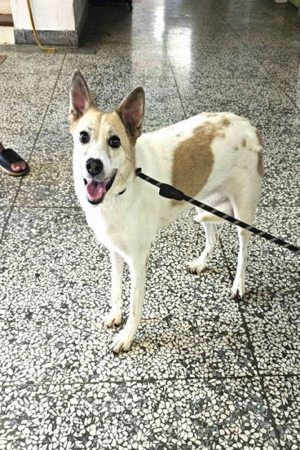 宜蘭縣待認養狗｜混種犬｜黃白色｜母