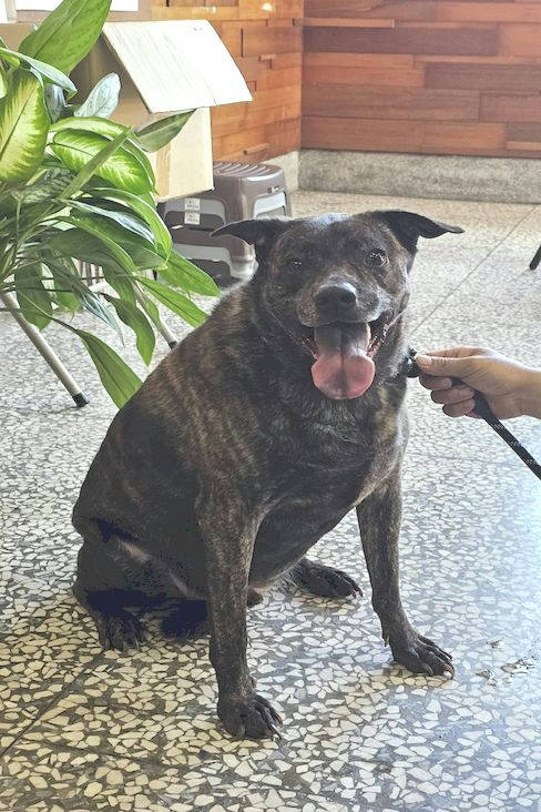 宜蘭縣待認養狗 混種犬