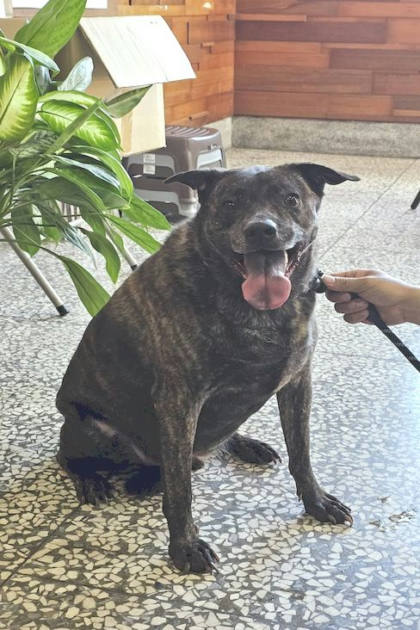 宜蘭縣待認養狗｜混種犬｜虎斑色｜公