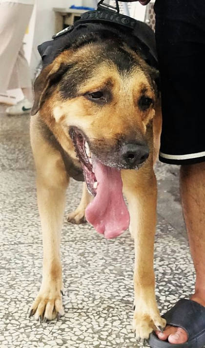 宜蘭縣待認養狗｜混種犬｜黑黃色｜公