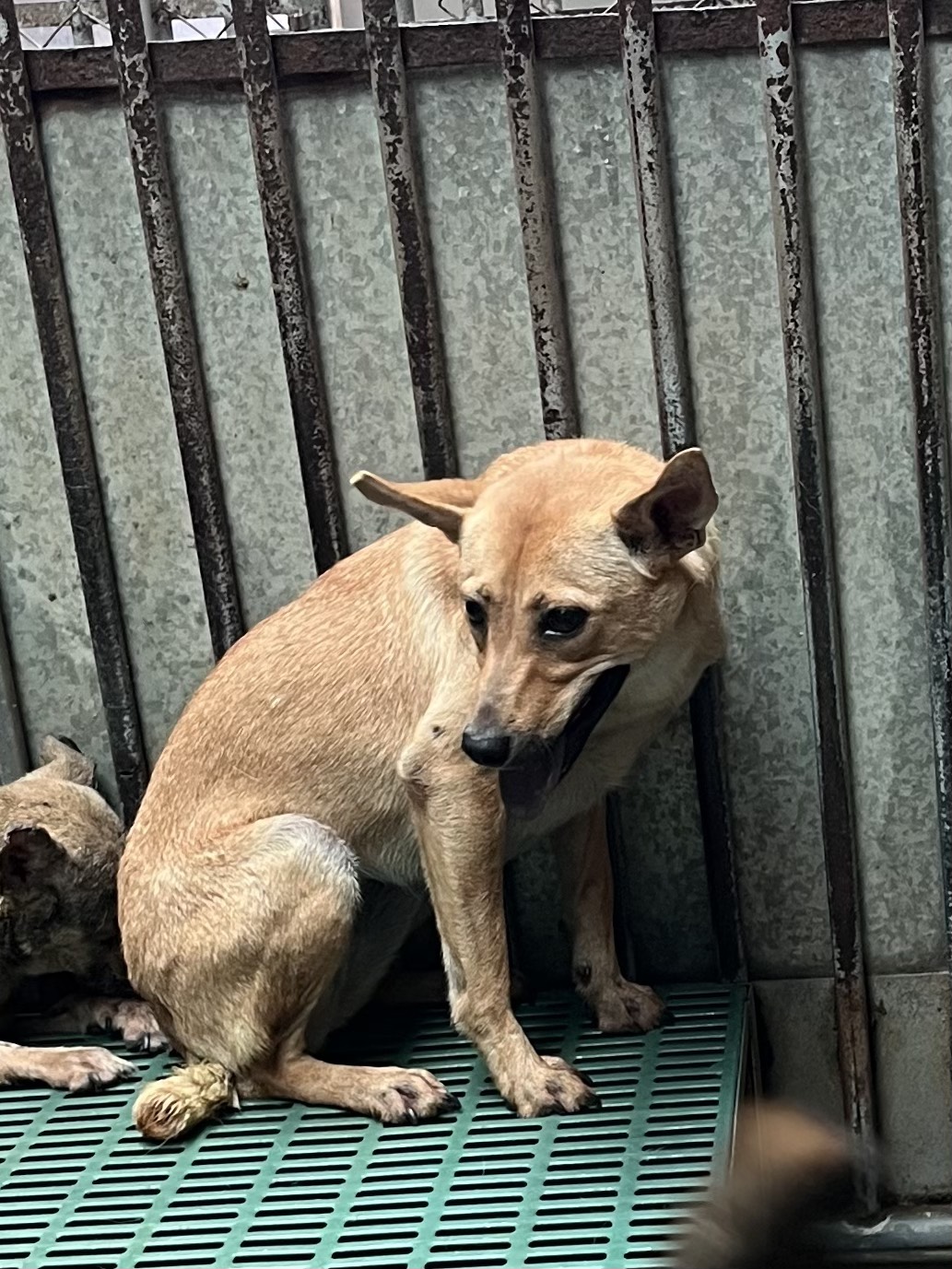 彰化縣待認養狗 混種犬
