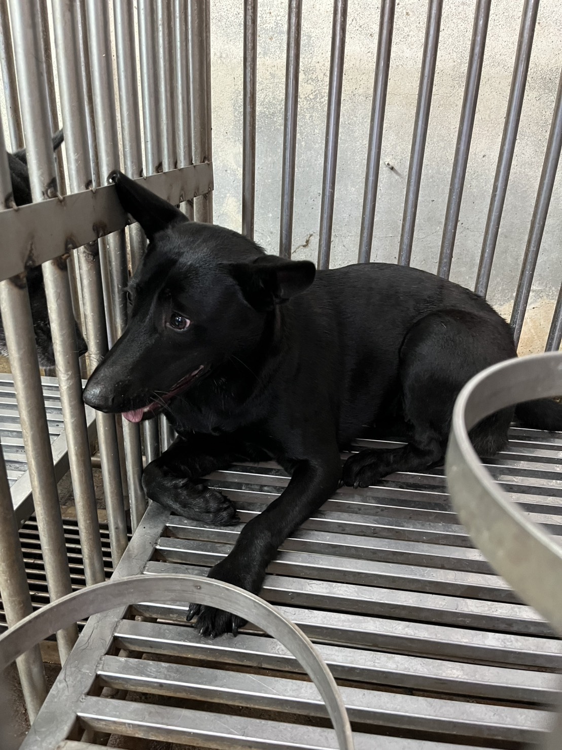 彰化縣待認養狗 混種犬