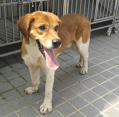 台中市待認養狗 混種犬