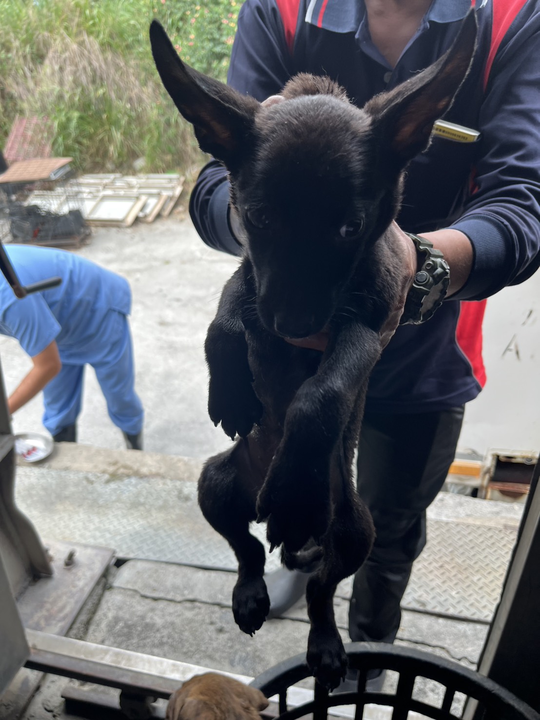彰化縣待認養狗 混種犬
