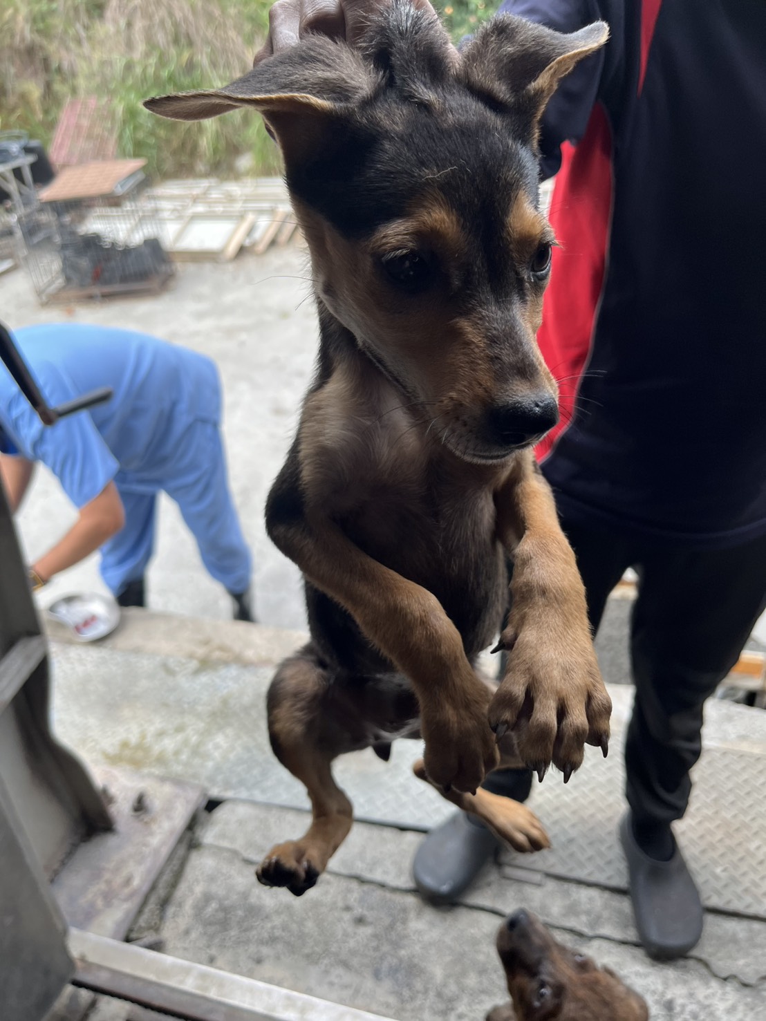 彰化縣待認養狗 混種犬