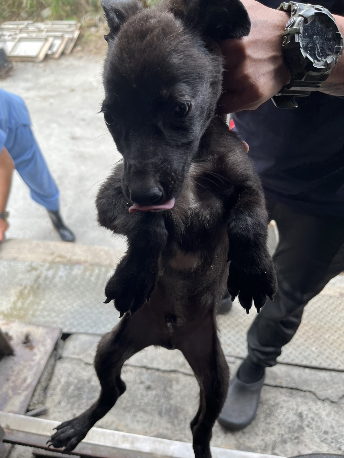 彰化縣待認養狗 混種犬