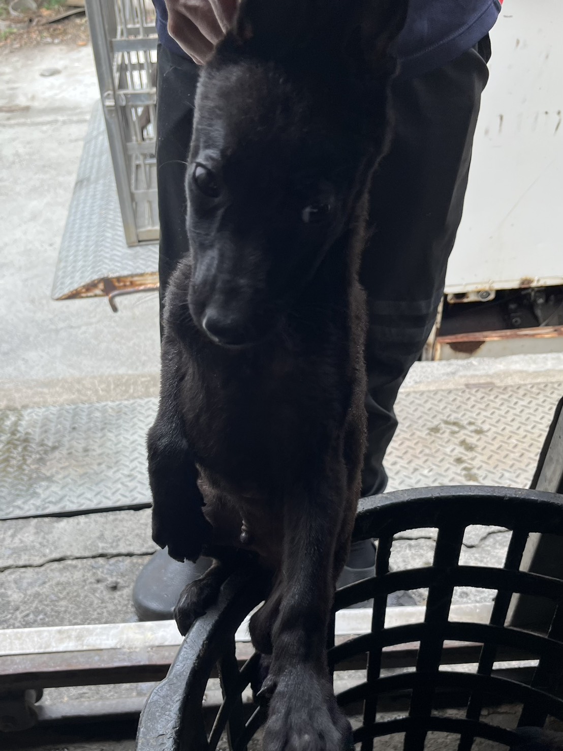 彰化縣待認養狗 混種犬