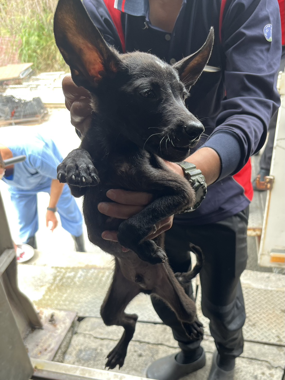 彰化縣待認養狗 混種犬