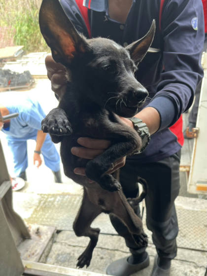 彰化縣待認養狗｜混種犬｜黑色｜公