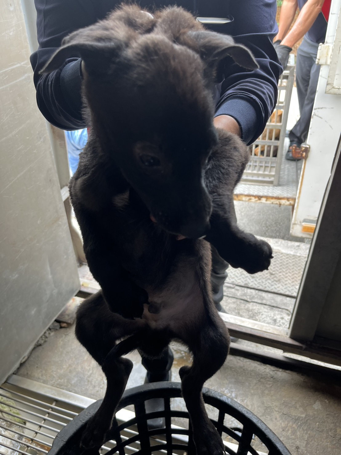 彰化縣待認養狗 混種犬