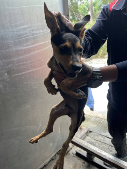 彰化縣待認養狗｜混種犬｜黑黃色｜公