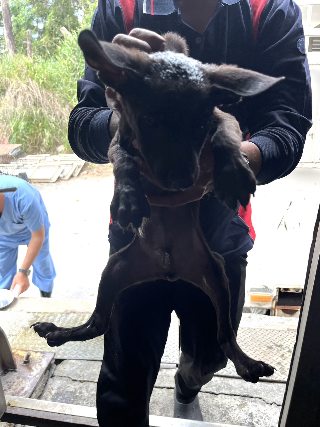 彰化縣待認養狗 混種犬