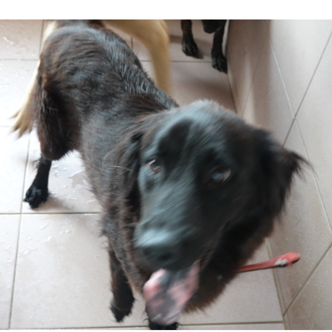 台南市待認養狗 混種犬