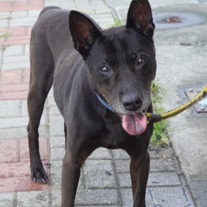 台南市已領養狗 混種犬