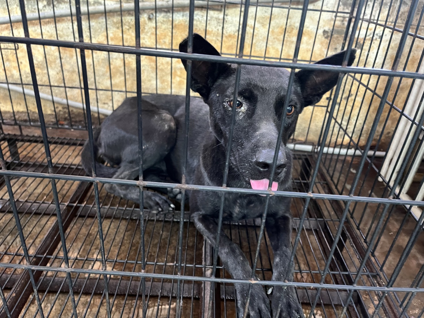 彰化縣待認養狗 混種犬